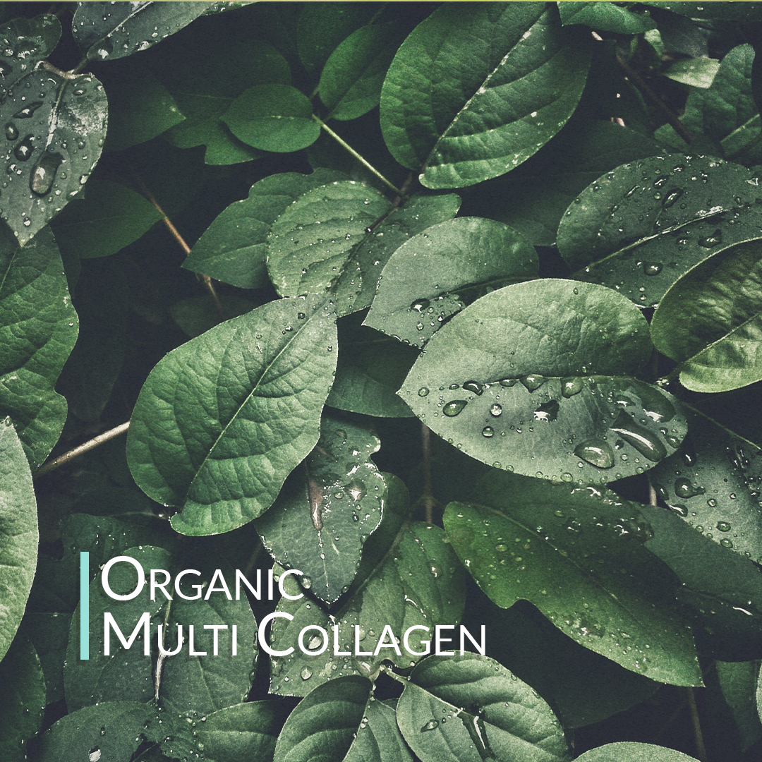 Organic Multi-Collagen Powder
